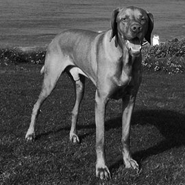 Hector - Braunton Holistic Therapies Hector - Braunton Holistic Therapies