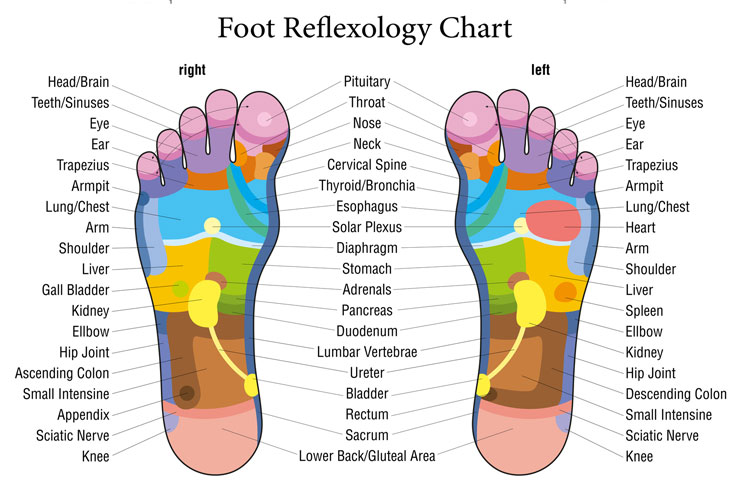 Reflexology Chart - Braunton Holistic Therapies